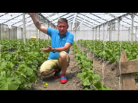 კიტრის მოყვანა სათბურში (ვიდეო III) / Выращивание огурцов в теплице (Видео III)